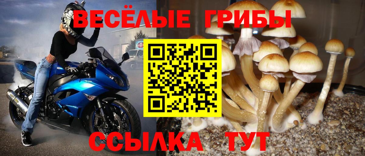 Галлюциногенные грибы Cubensis Минусинск